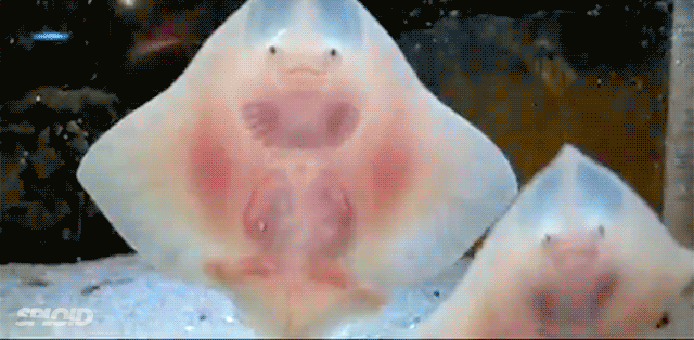 Slik ser det ut når baby-piggrokker danser