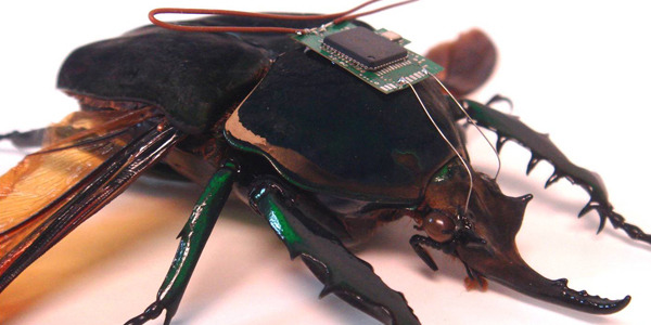 Er cyborg-kakerlakker de nye redningsteamene?